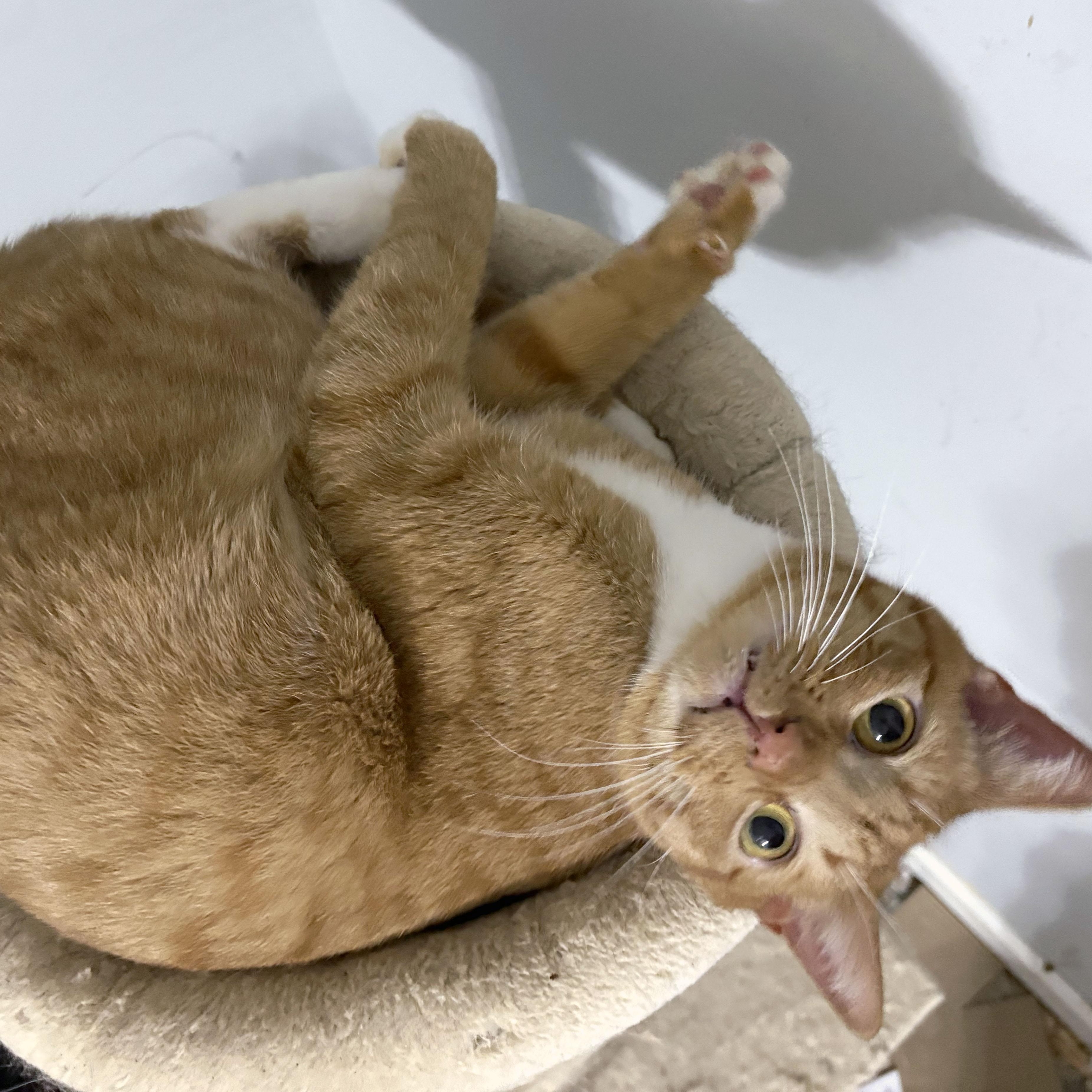 Enlarge Ragnor, a ADOPTABLE Domestic Short Hair in Mauldin, SC image 3/3