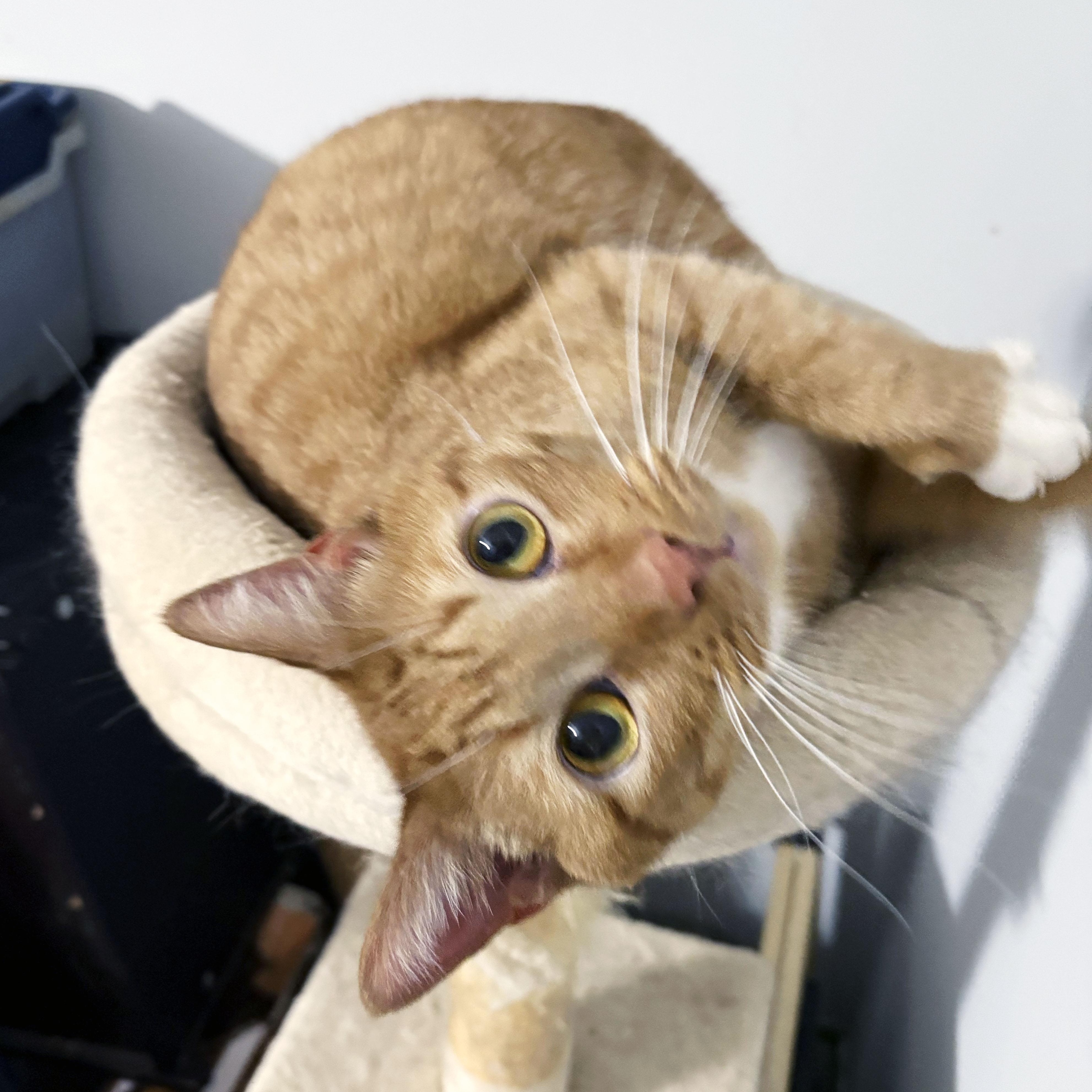 Ragnor, ADOPTABLE, Adult Male Domestic Short Hair.