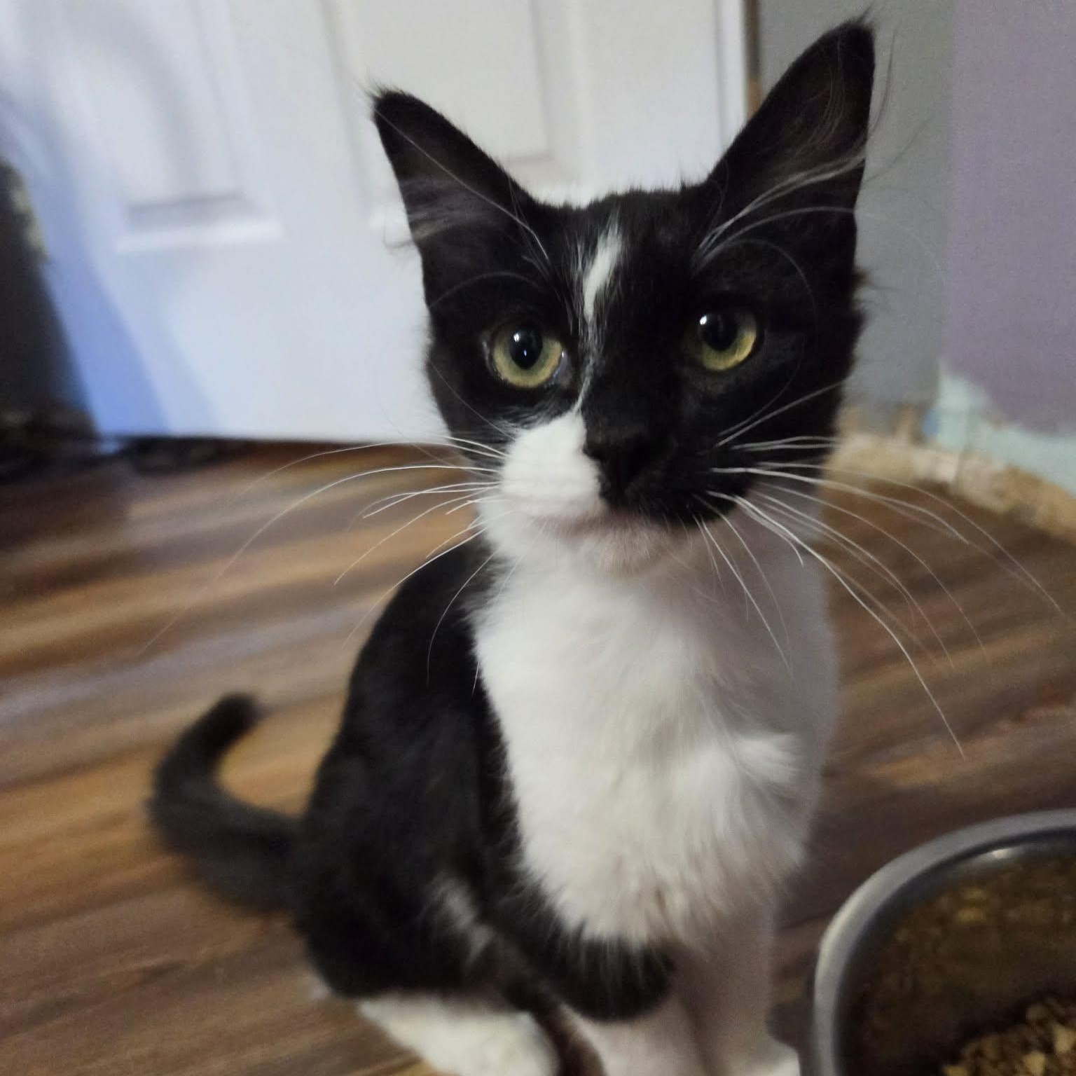 RIDDLE - FelV+, ADOPTABLE, Kitten Female Domestic Medium Hair.