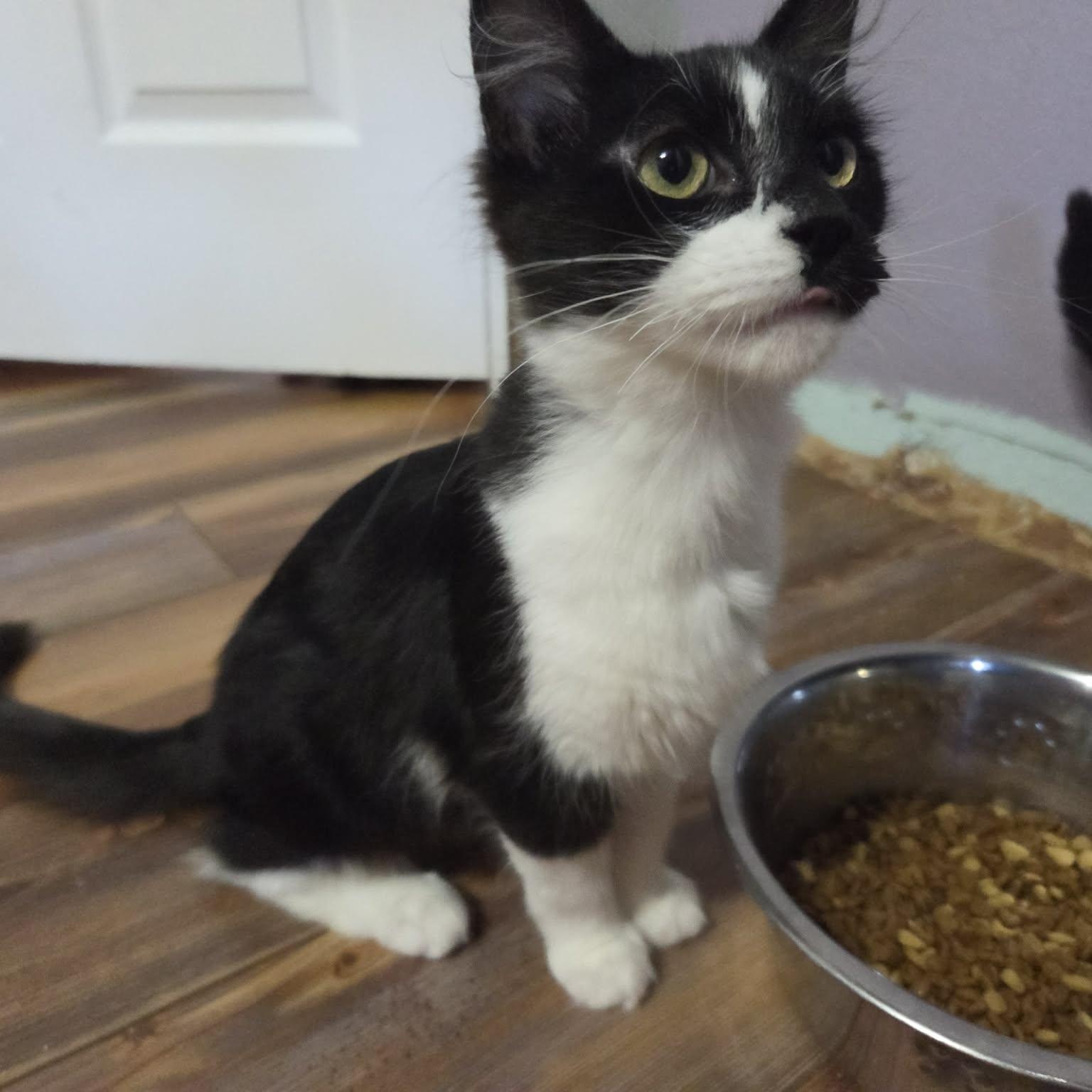 RIDDLE - FelV+, a ADOPTABLE Domestic Medium Hair in Loveland, CO image 5/6