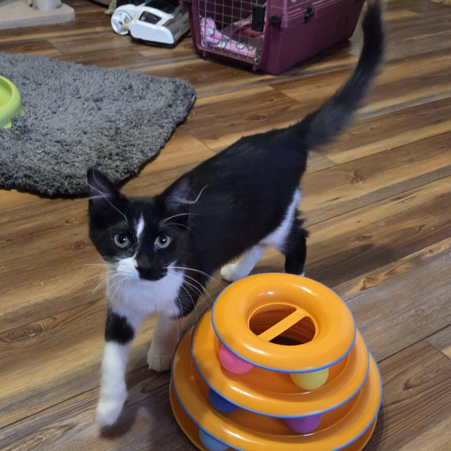 RIDDLE - FelV+, a ADOPTABLE Domestic Medium Hair in Loveland, CO image 6/6