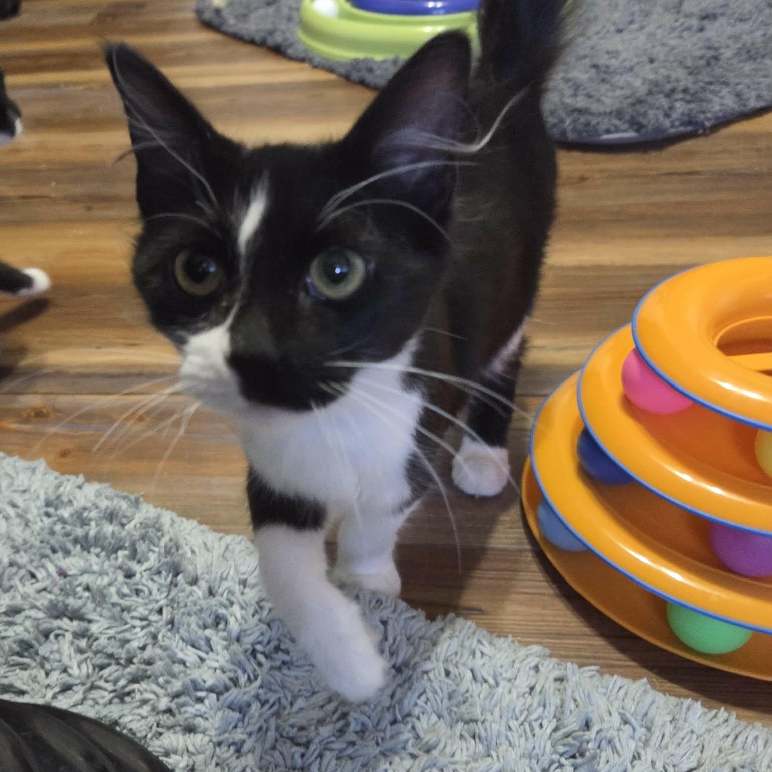 RIDDLE - FelV+, a ADOPTABLE Domestic Medium Hair in Loveland, CO image 2/6