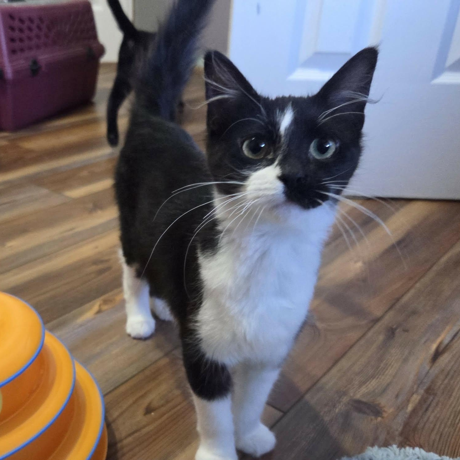 RIDDLE - FelV+, a ADOPTABLE Domestic Medium Hair in Loveland, CO image 3/6