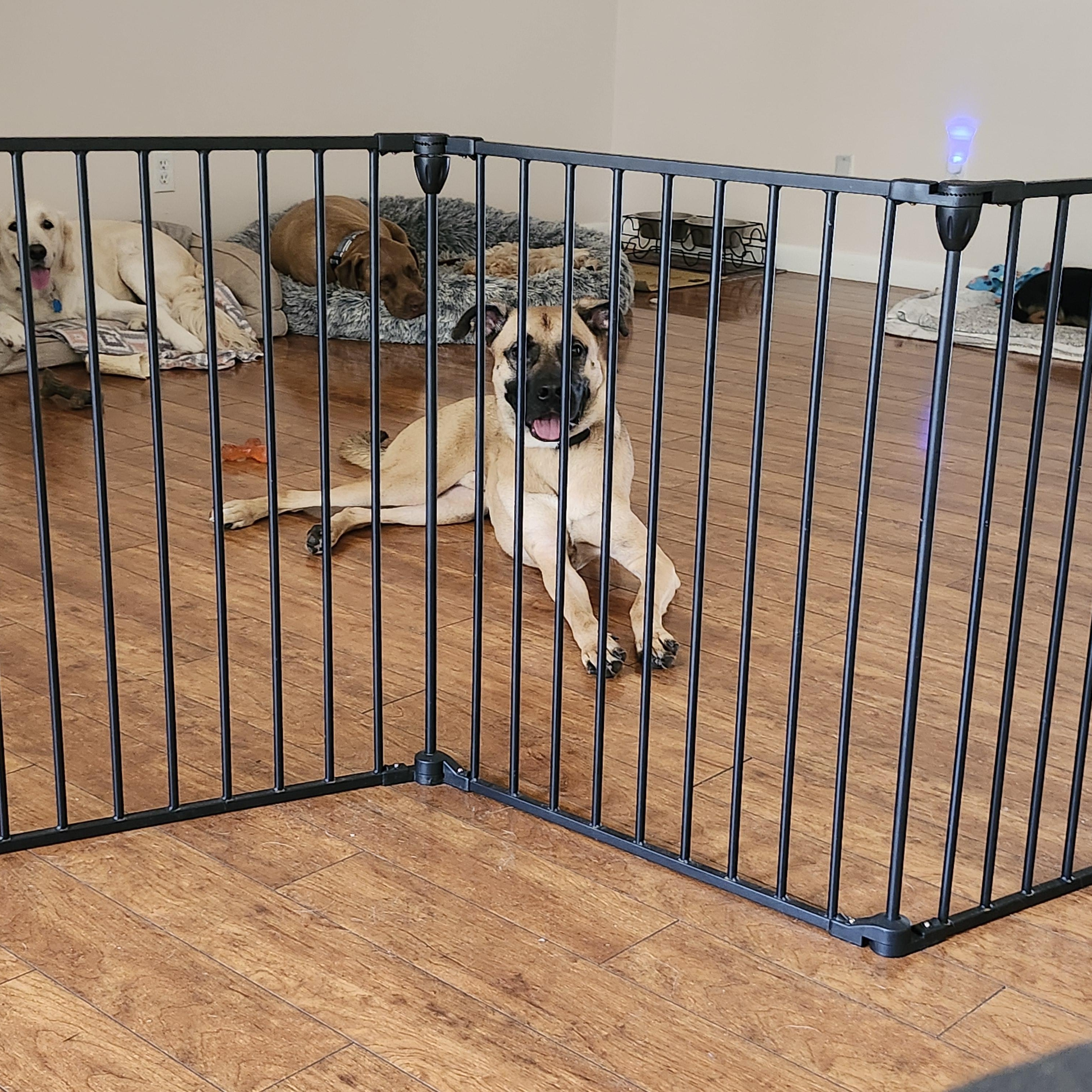 Norwood, a ADOPTABLE mixed breed in Tavares, FL image 2/3