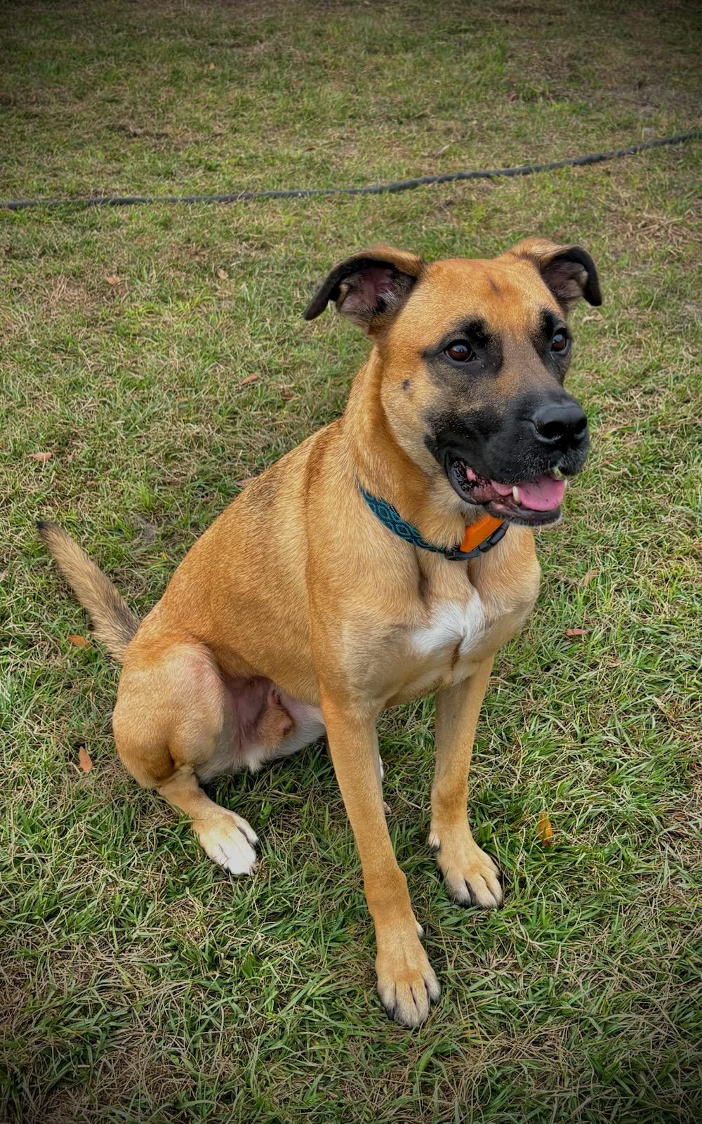 Norwood, ADOPTABLE, Adult Male German Shepherd Dog.