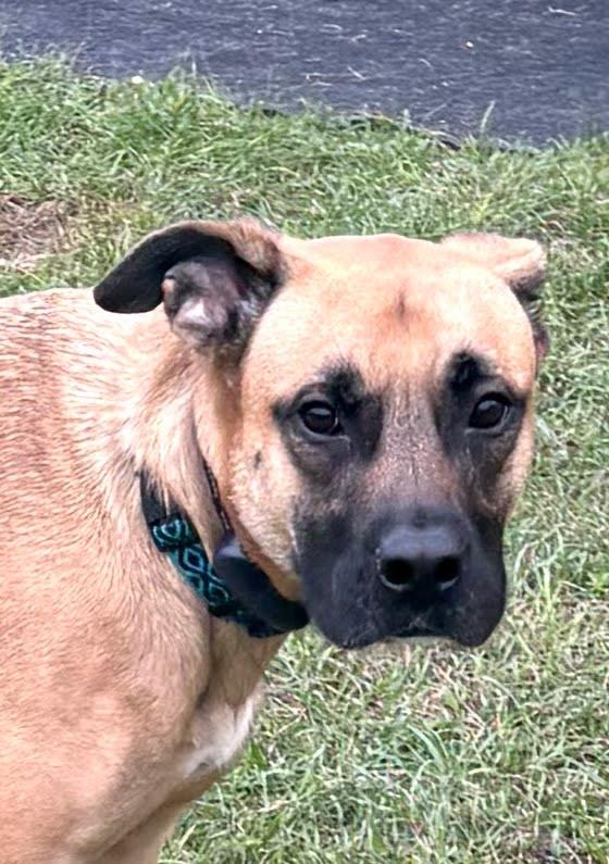 Norwood, a ADOPTABLE mixed breed in Tavares, FL image 3/3