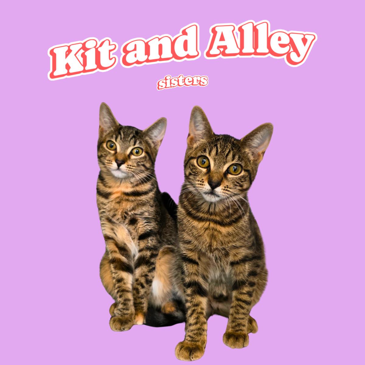 Enlarge Kit and Alley, a ADOPTABLE Domestic Short Hair in South Padre Island, TX image 1/1
