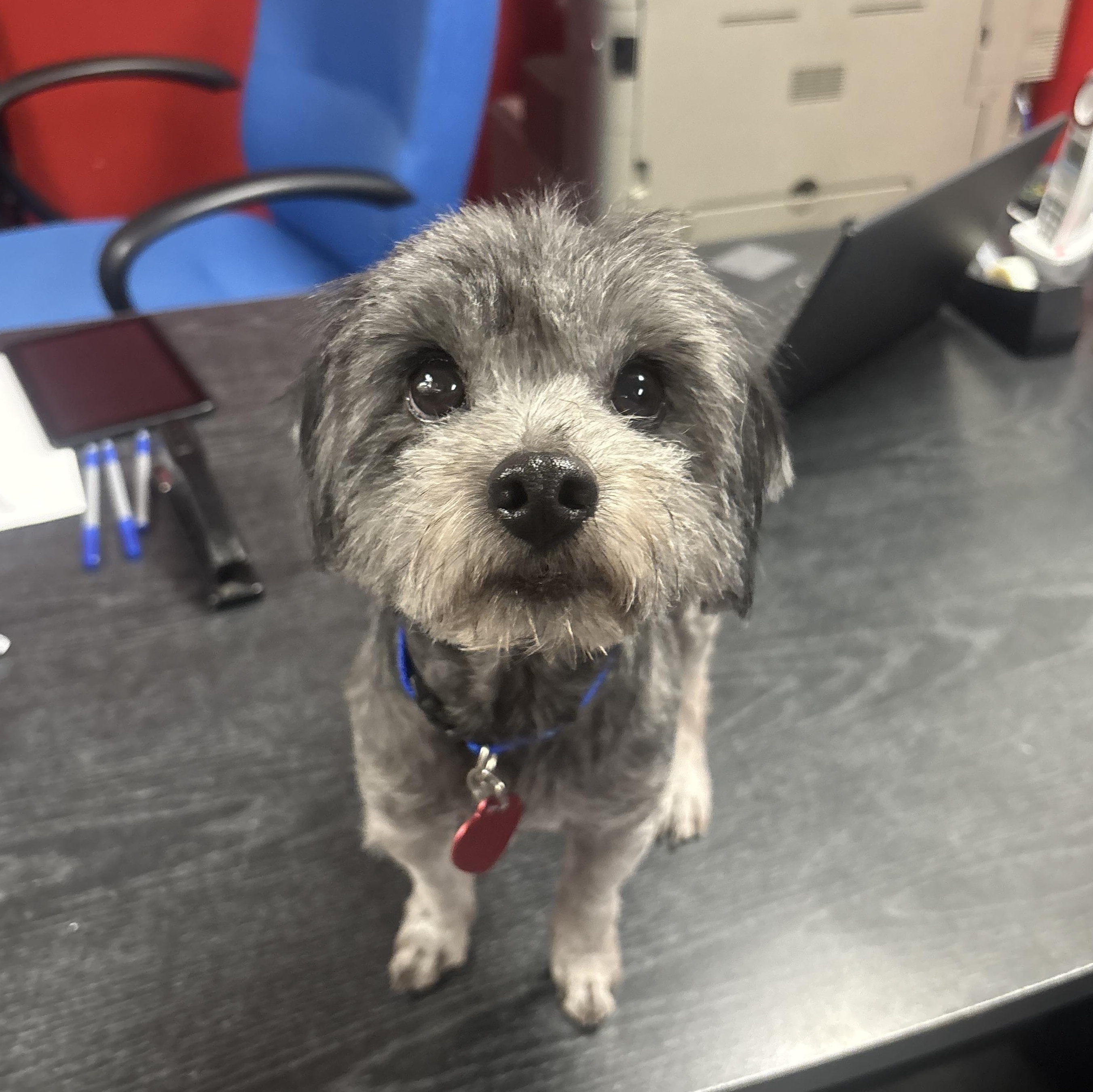 Toddy, Adopted, Young Male Maltese.