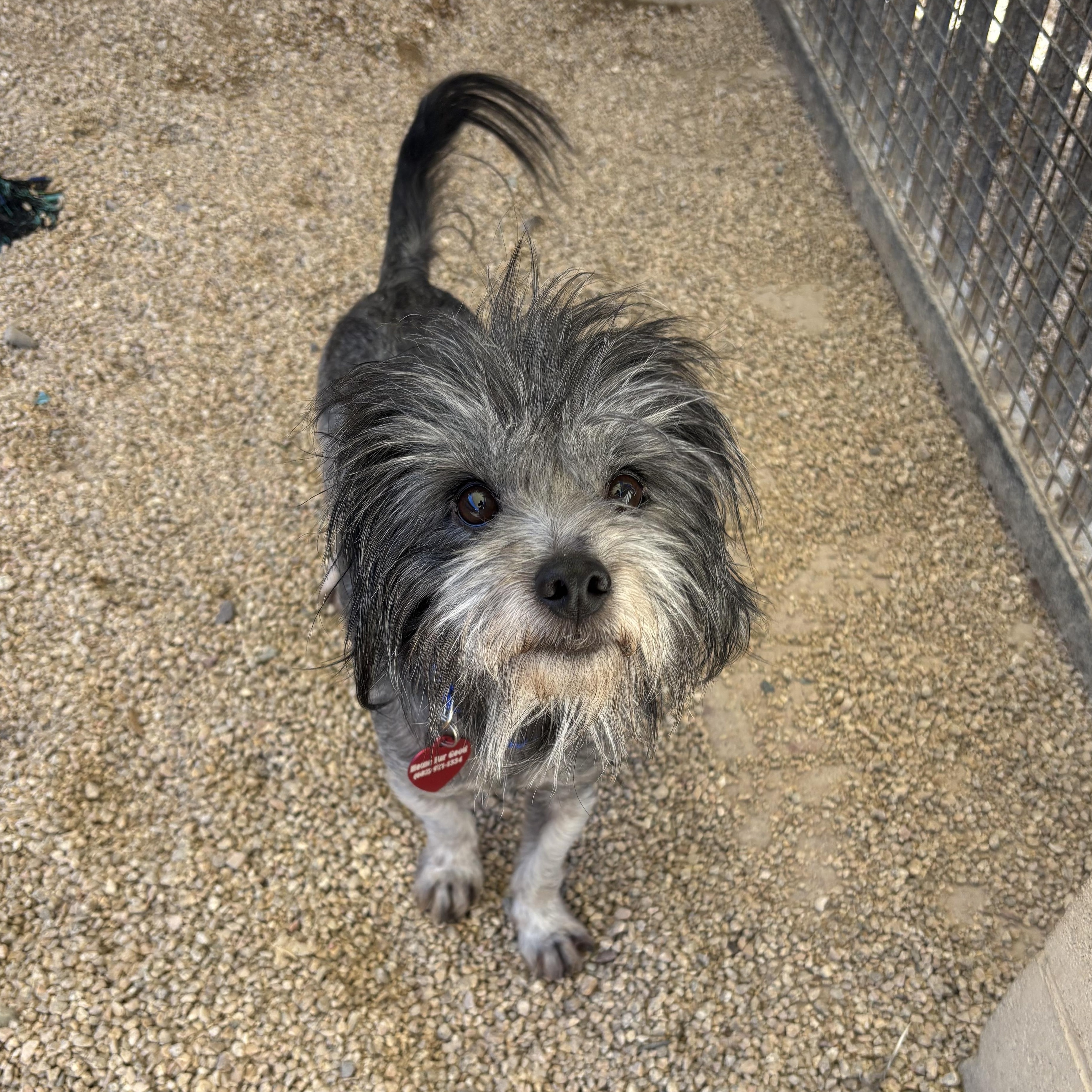 Enlarge Toddy, a Adopted mixed breed in Phoenix, AZ image 4/4