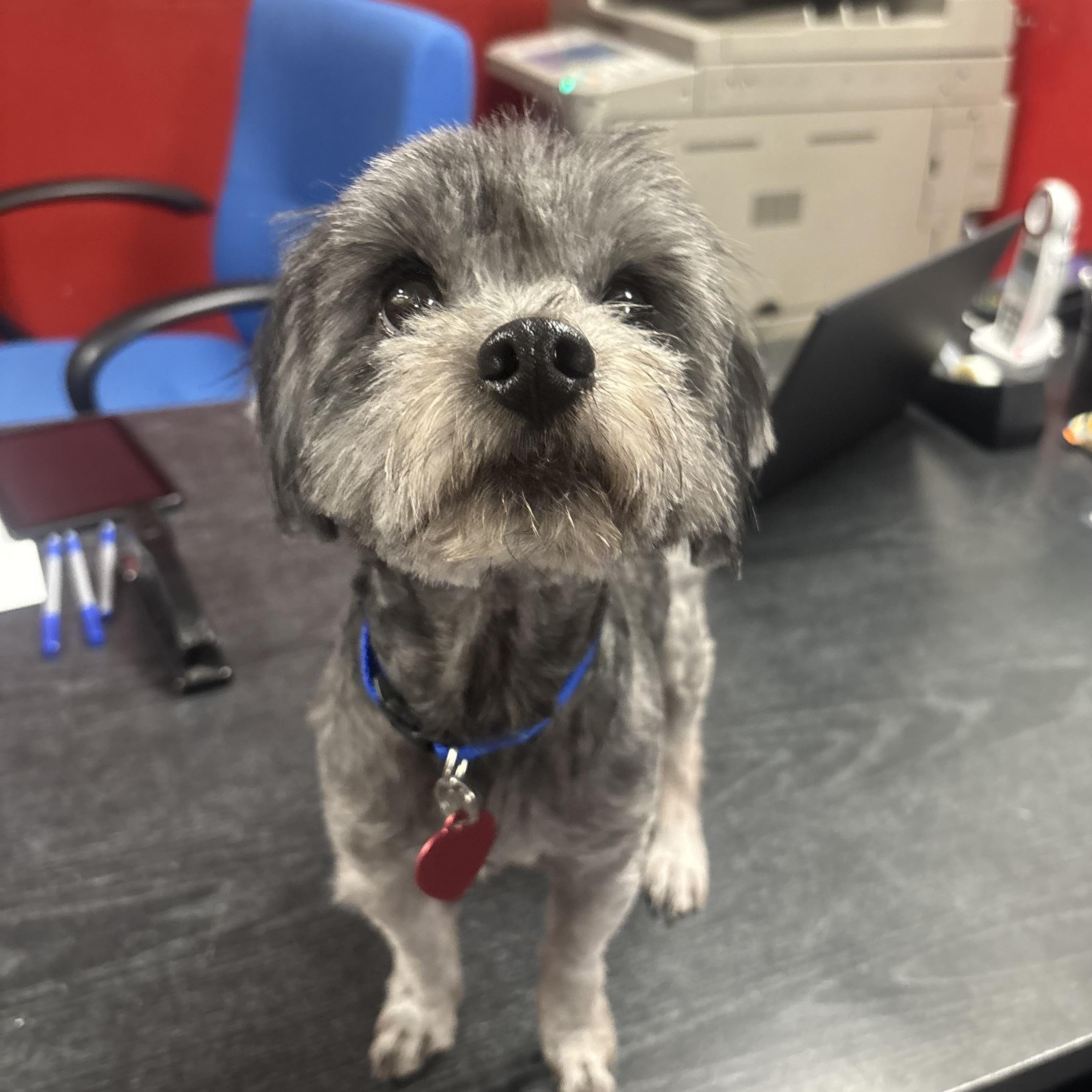 Enlarge Toddy, a Adopted mixed breed in Phoenix, AZ image 3/4