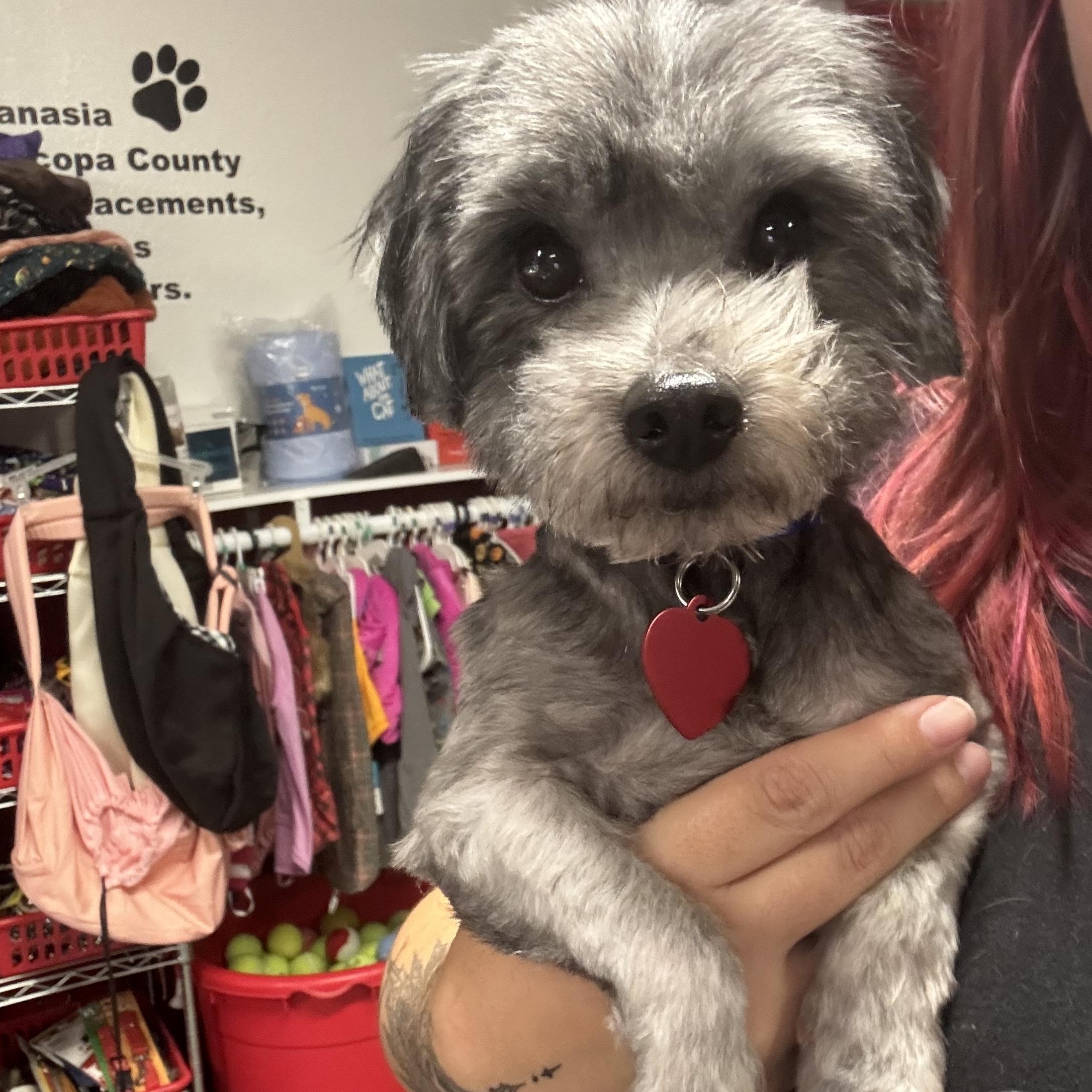 Enlarge Toddy, a Adopted mixed breed in Phoenix, AZ image 2/4