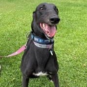 Enlarge Whistlin Chance (Whistles), a ADOPTABLE Greyhound in North Port, FL image 2/3