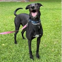 Enlarge Whistlin Chance (Whistles), a ADOPTABLE Greyhound in North Port, FL image 1/3