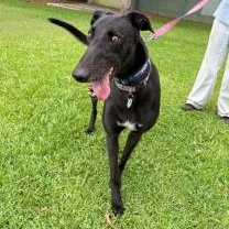 Enlarge Whistlin Chance (Whistles), a ADOPTABLE Greyhound in North Port, FL image 3/3