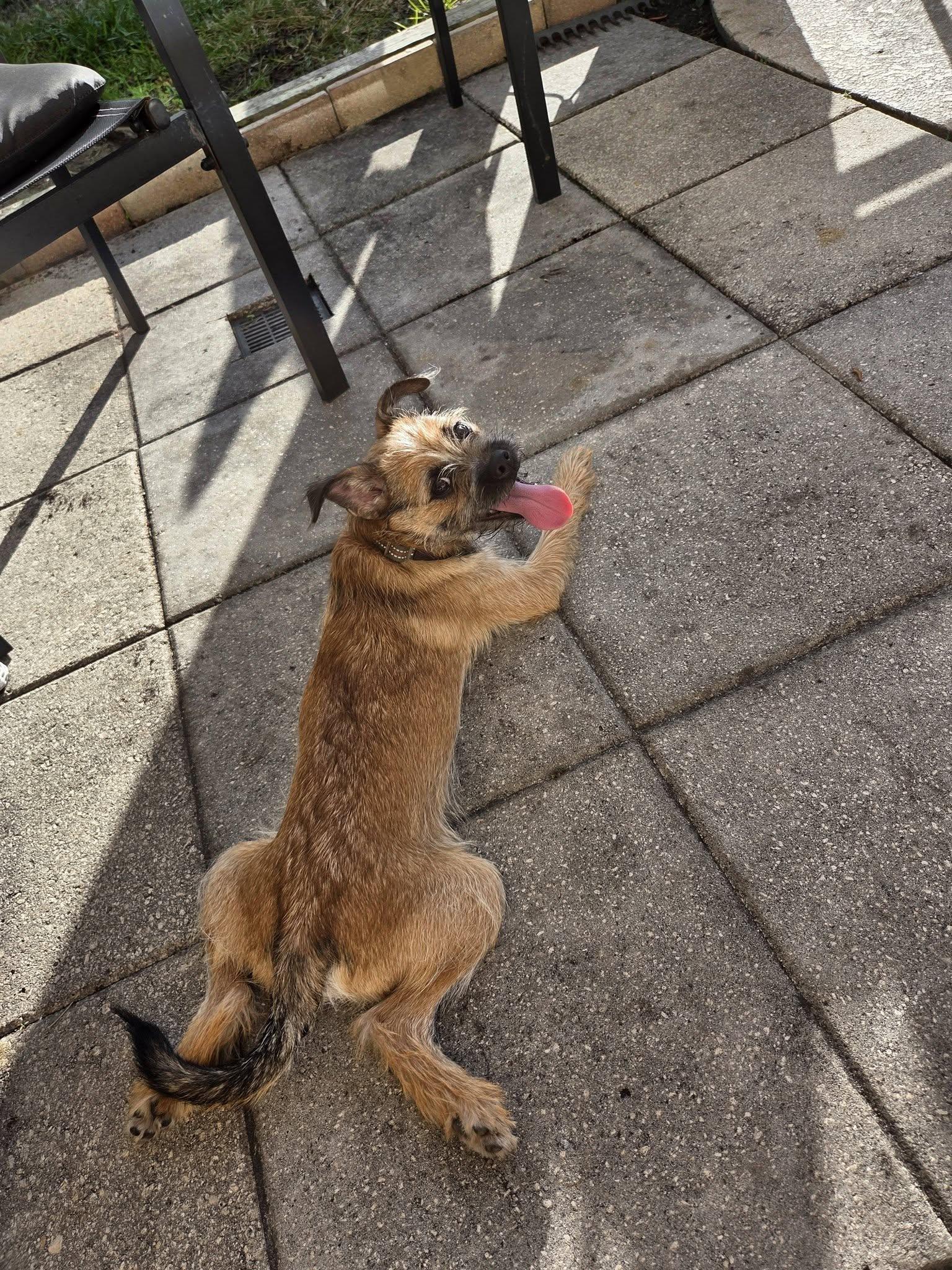 Milo, Adoptable, Puppy Male Border Terrier.