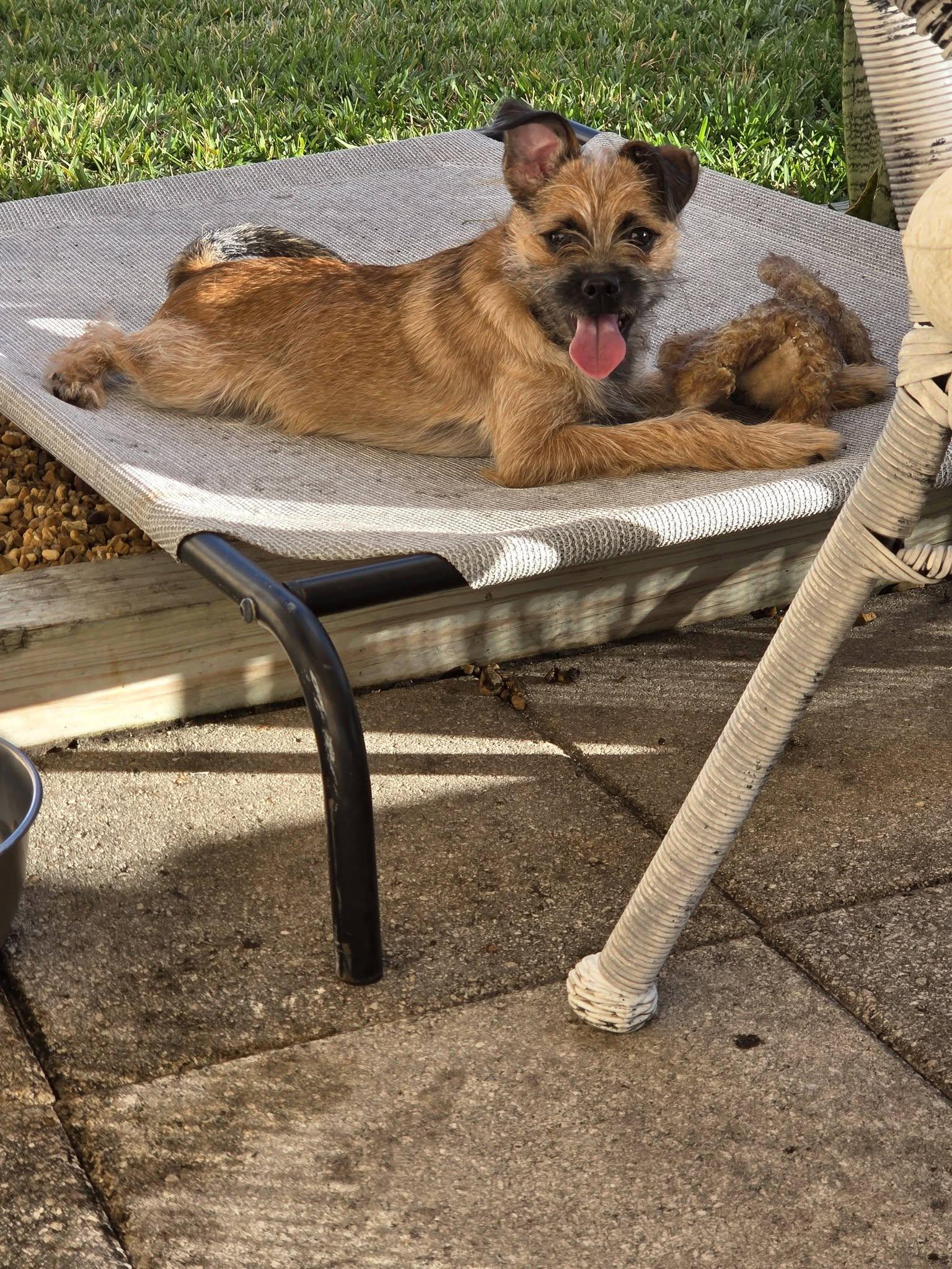 Enlarge Milo, a Adopted Border Terrier in Palm Harbor, FL image 2/2