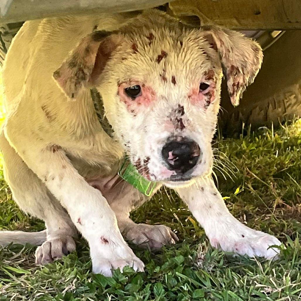 Enlarge Luke, a Adoptable Mixed Breed in Frederiksted, VI image 1/6