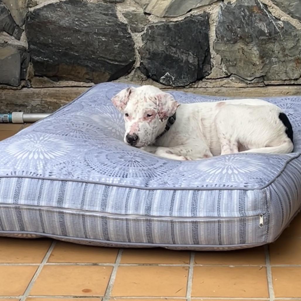 Enlarge Luke, a Adoptable Mixed Breed in Frederiksted, VI image 2/6