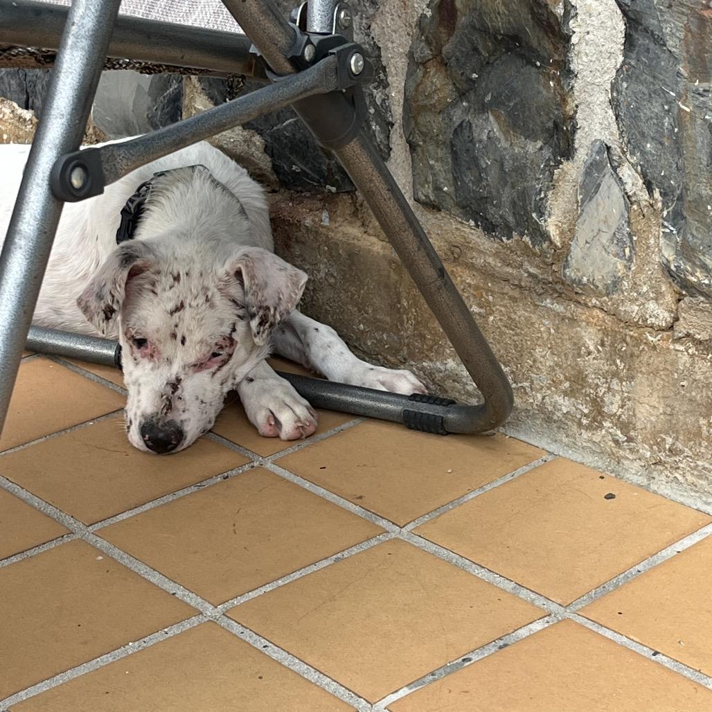 Enlarge Luke, a Adoptable Mixed Breed in Frederiksted, VI image 3/6