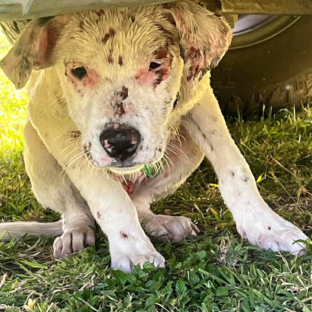 Enlarge Luke, a Adoptable Mixed Breed in Frederiksted, VI image 3/6
