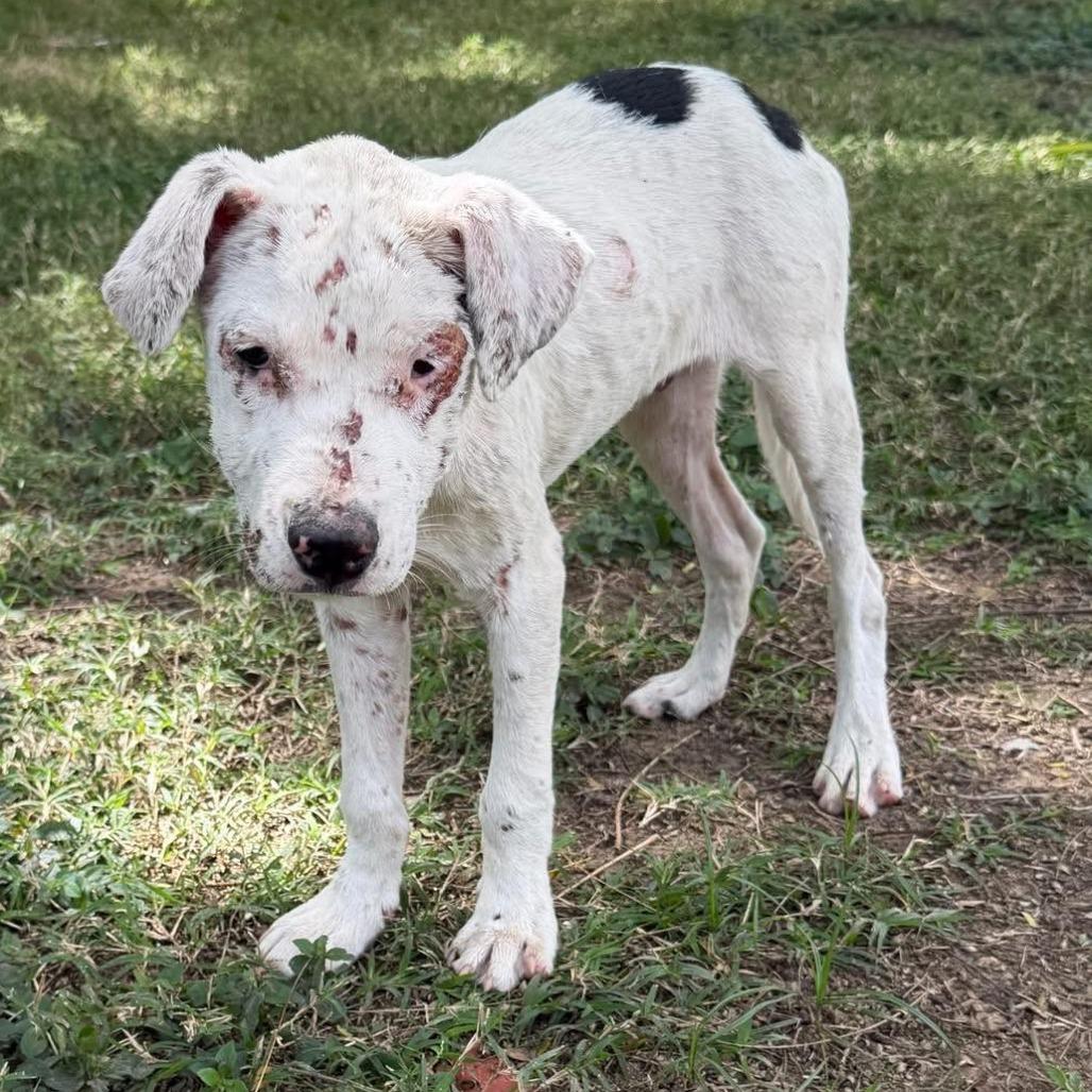 Enlarge Luke, a Adoptable Mixed Breed in Frederiksted, VI image 5/6