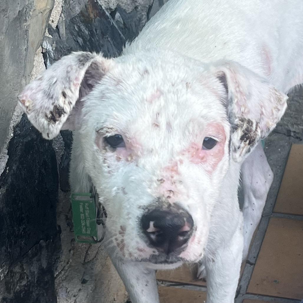 Enlarge Luke, a Adoptable Mixed Breed in Frederiksted, VI image 6/6