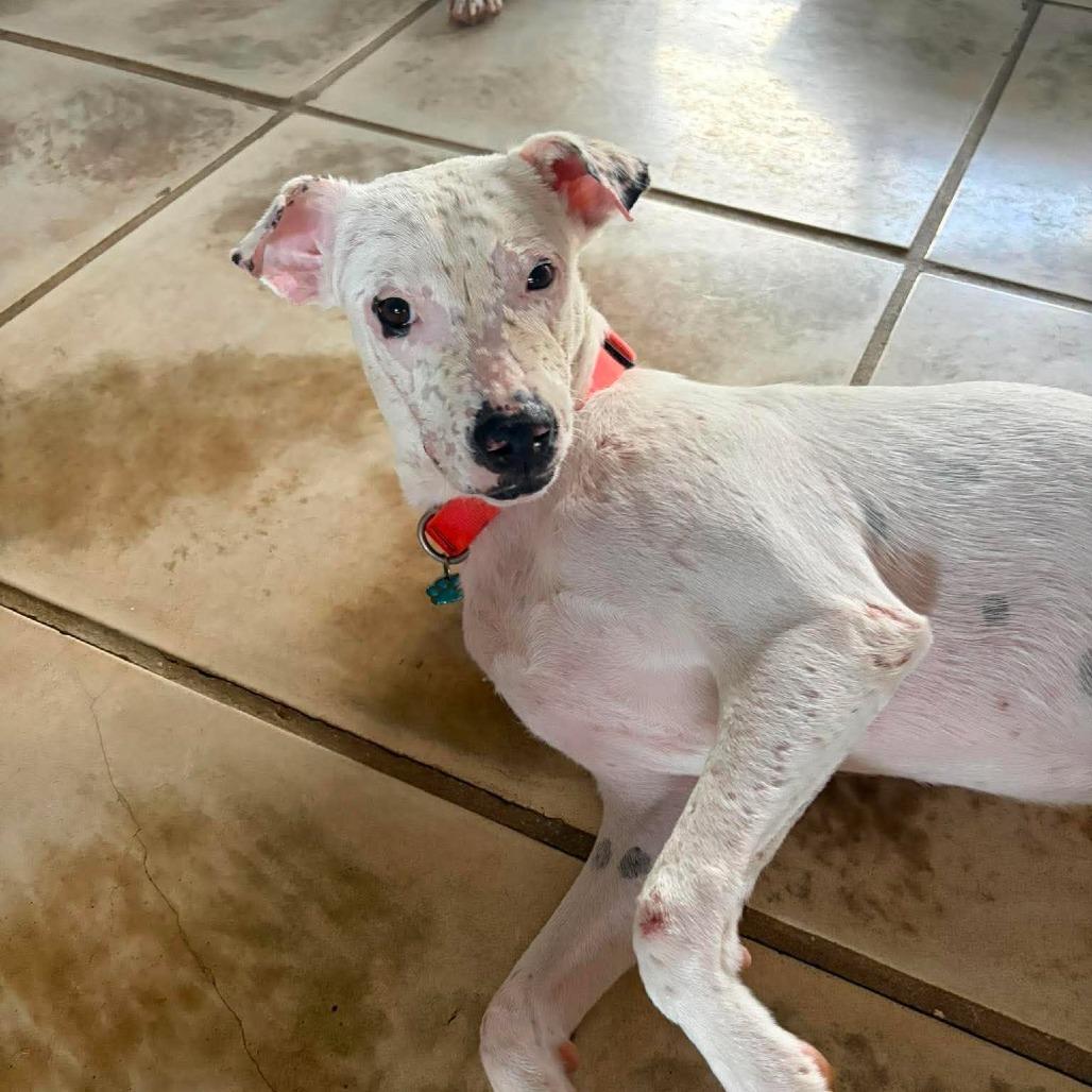 Enlarge Luke, a Adoptable Mixed Breed in Frederiksted, VI image 6/6