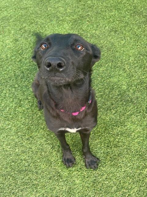 Enlarge STAR, a Adoptable Mixed Breed in Dallas, TX image 1/1