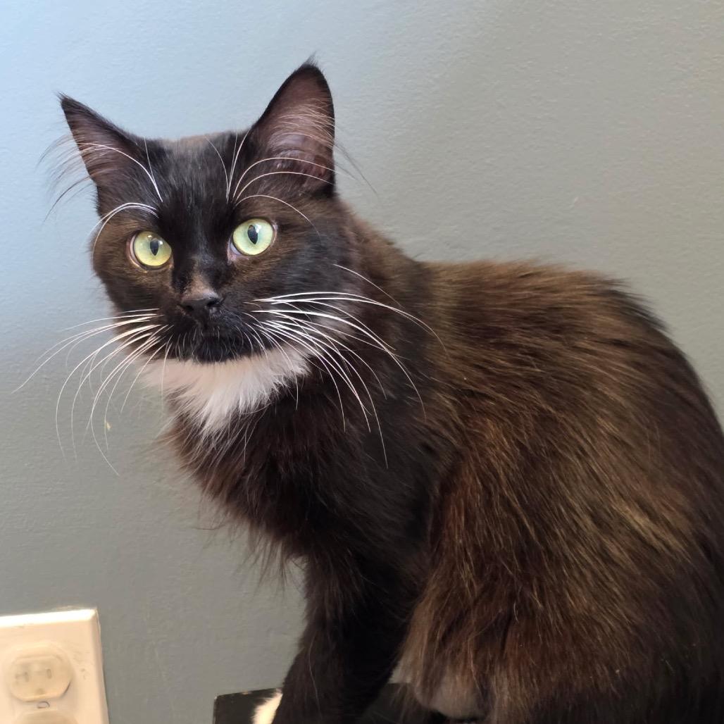 Fig, Adoptable, Adult Female Domestic Medium Hair.