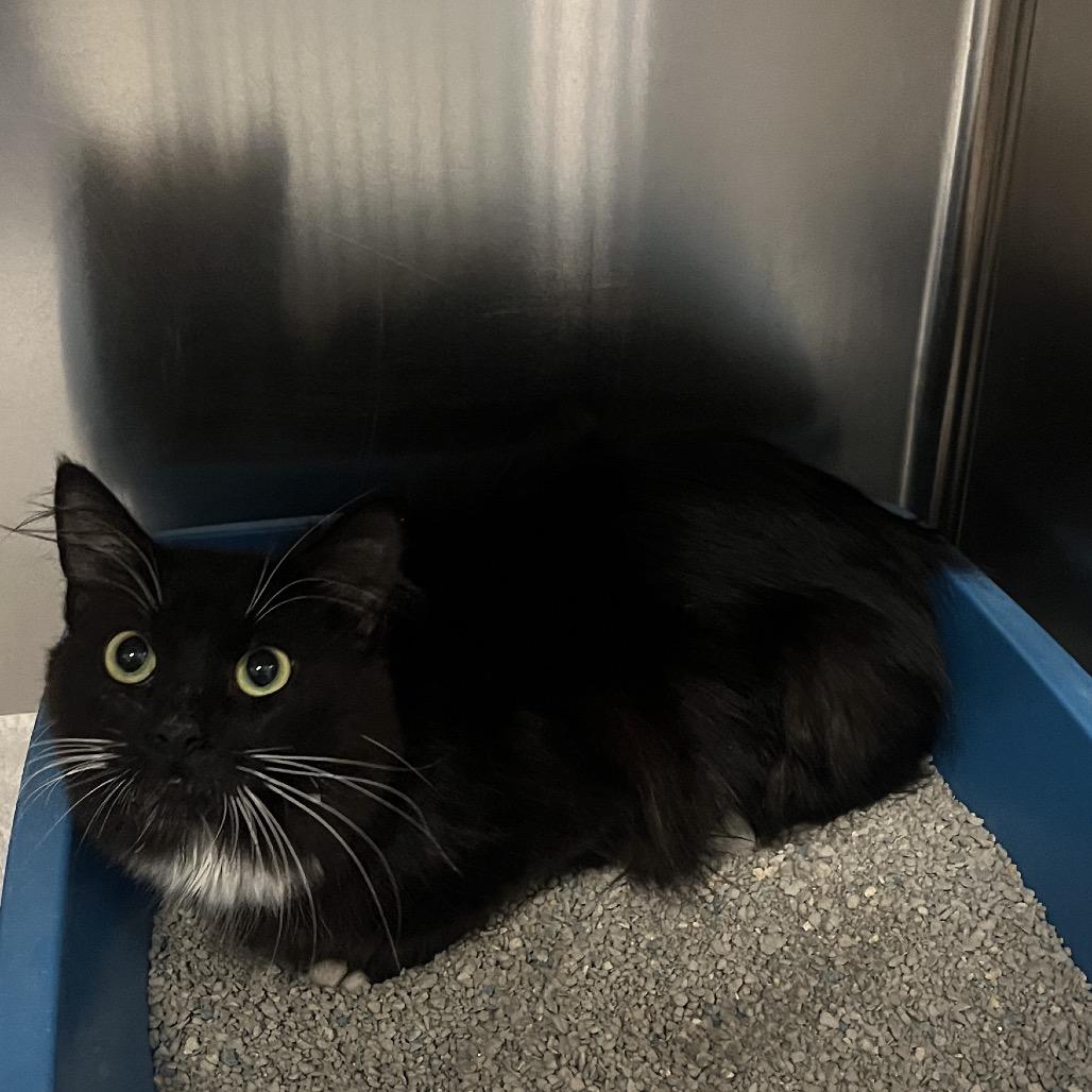 Enlarge Fig, a Adoptable Domestic Medium Hair in Hinsdale, IL image 2/2