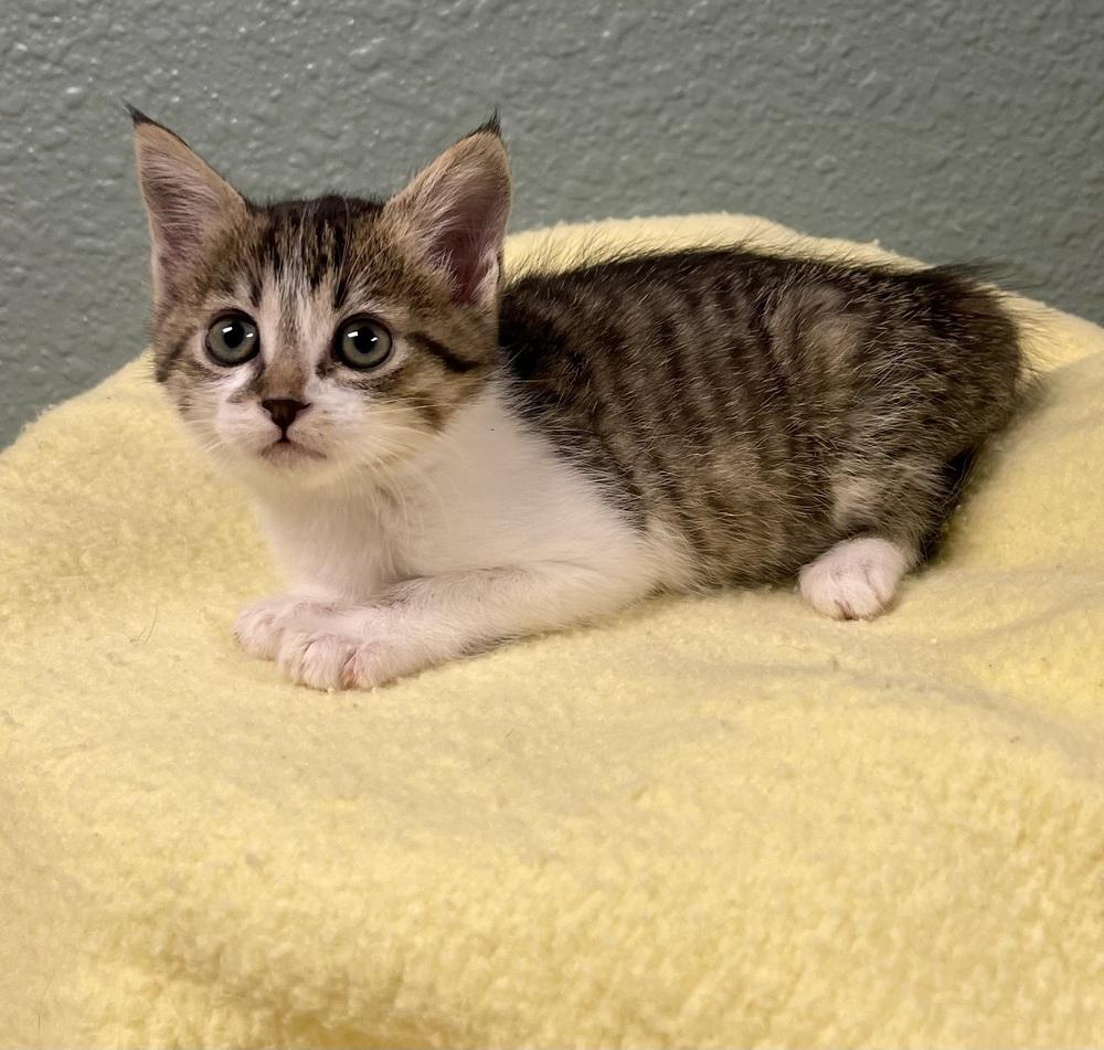 Cherry, Adoptable, Kitten Female Domestic Short Hair & Tabby.