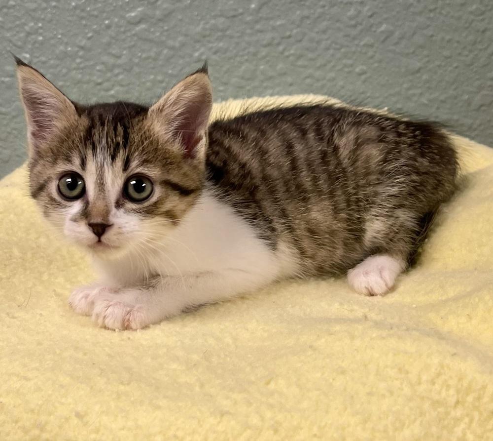 Enlarge Cherry, a Adoptable mixed breed in Jamestown, CA image 2/2