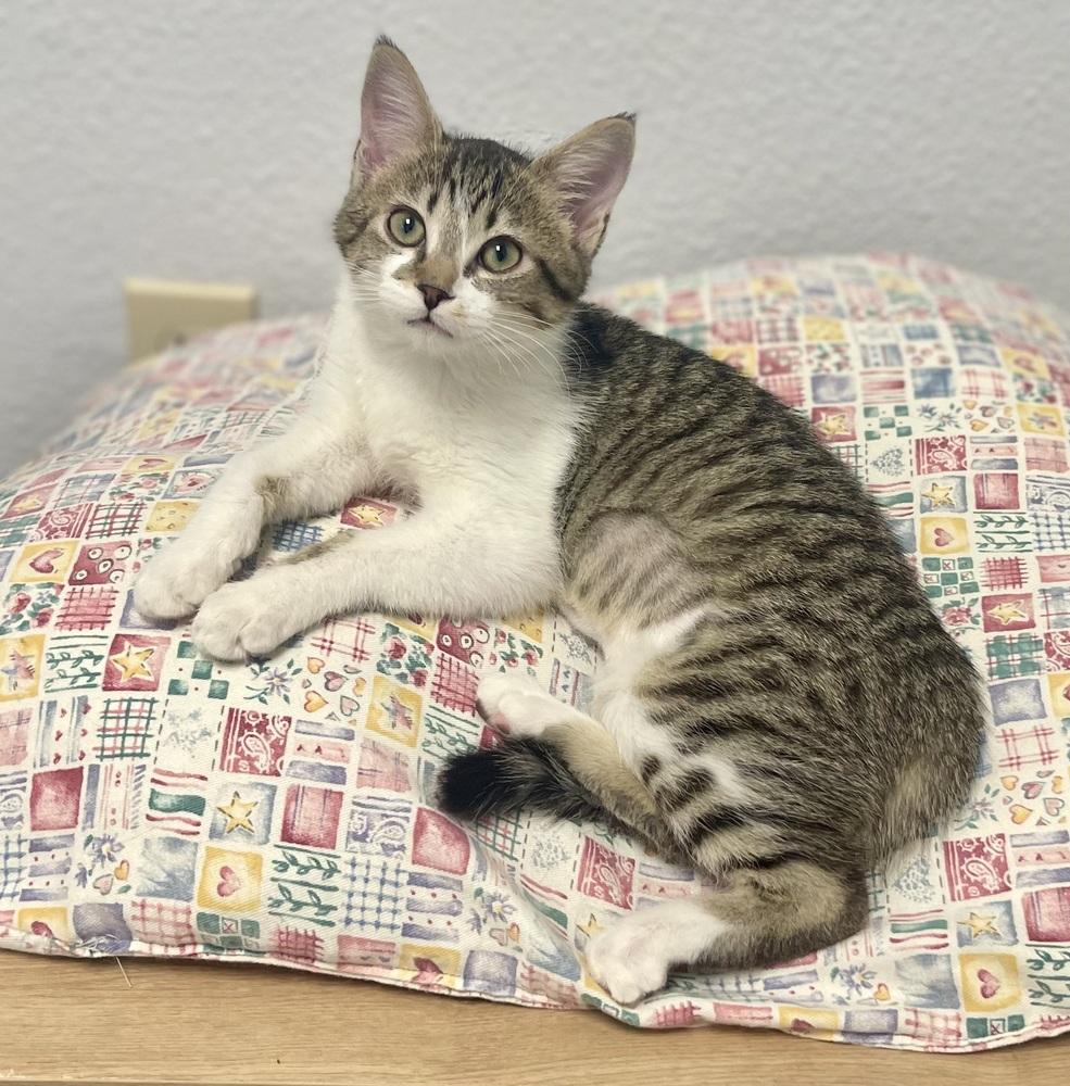 Cherry, Adoptable, Kitten Female Domestic Short Hair & Tabby.