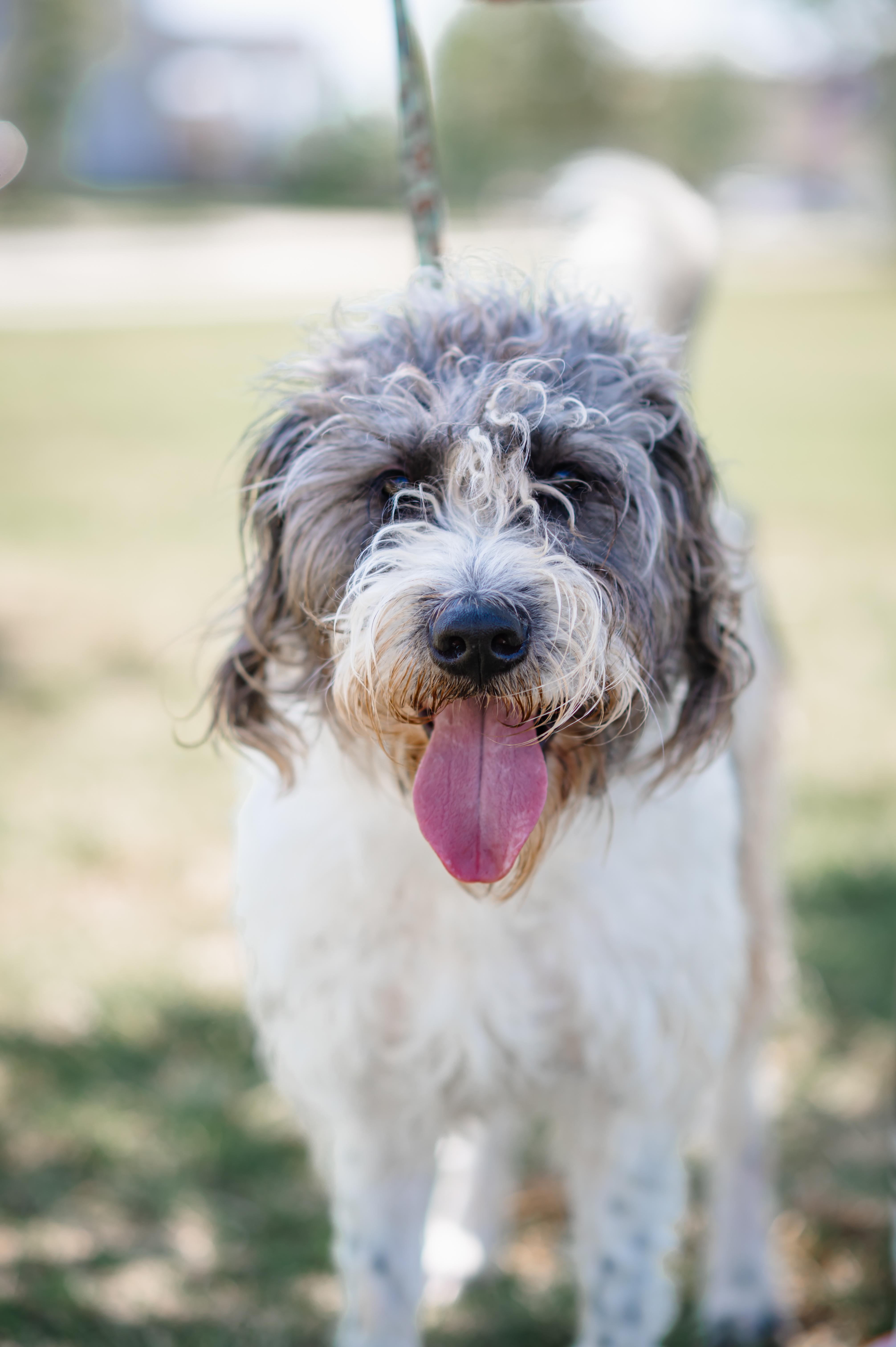 Otis: Friendly! , ADOPTABLE, Adult Male Sheepadoodle.