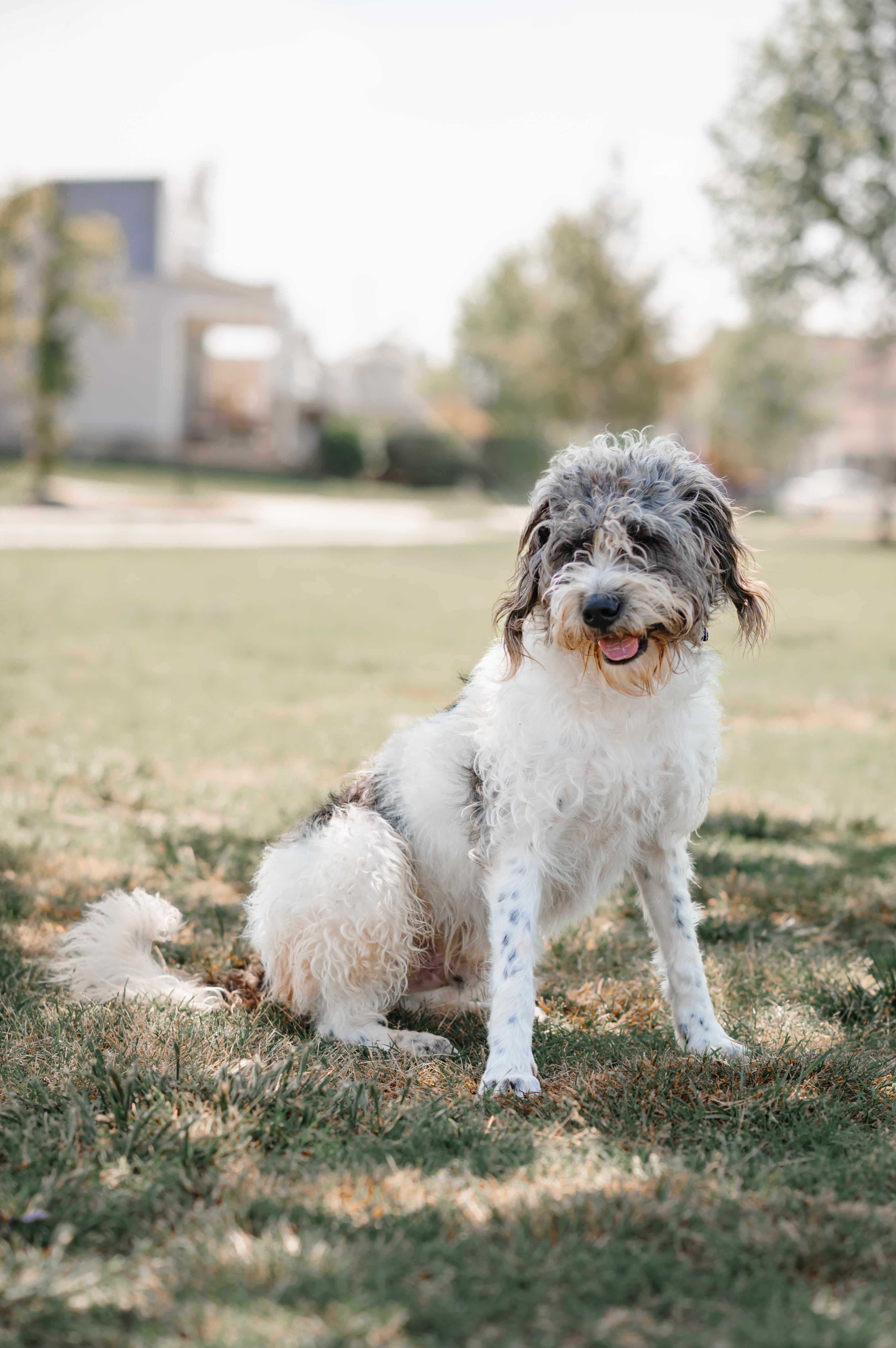 Enlarge Otis: Friendly! , a ADOPTABLE Sheepadoodle in Franklin, TN image 2/2