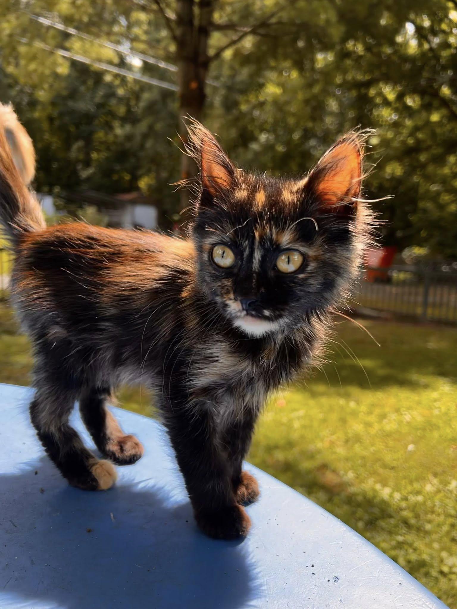 Pebbles, Adopted, Young Female Calico.