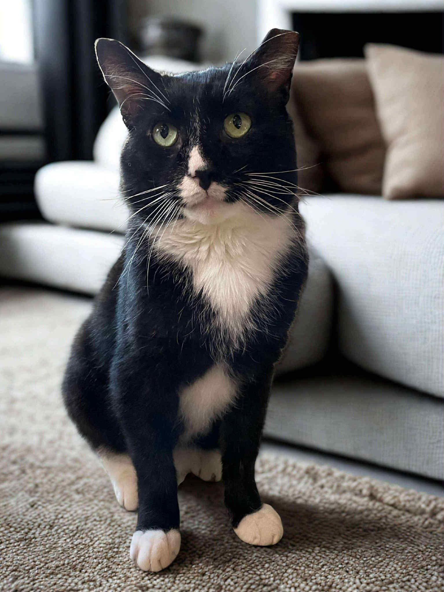 Sylvester (FIV+), Adoptable, Adult Male Domestic Short Hair & Tuxedo.