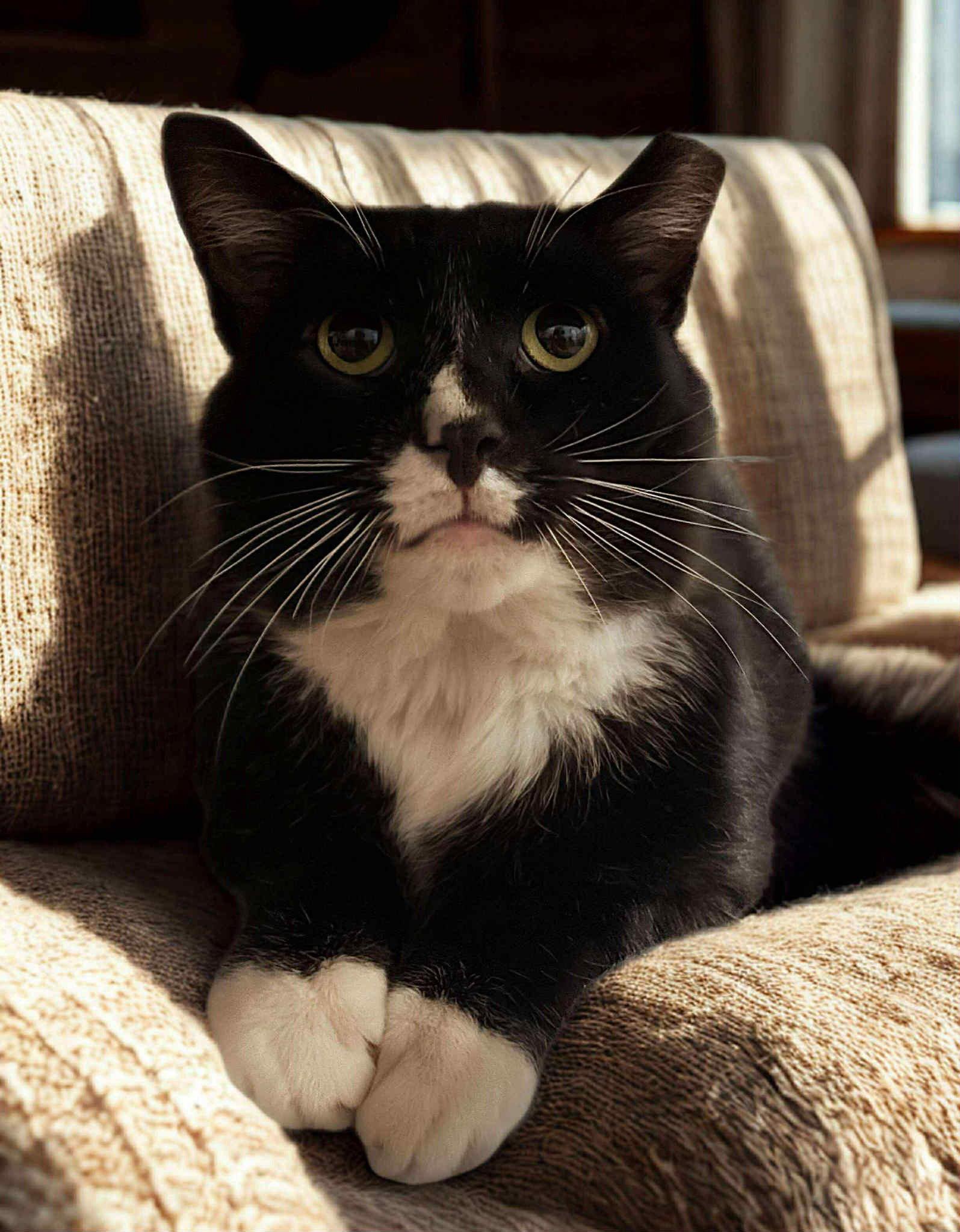 Enlarge Sylvester (FIV+), a Adoptable mixed breed in Gettysburg, PA image 2/3
