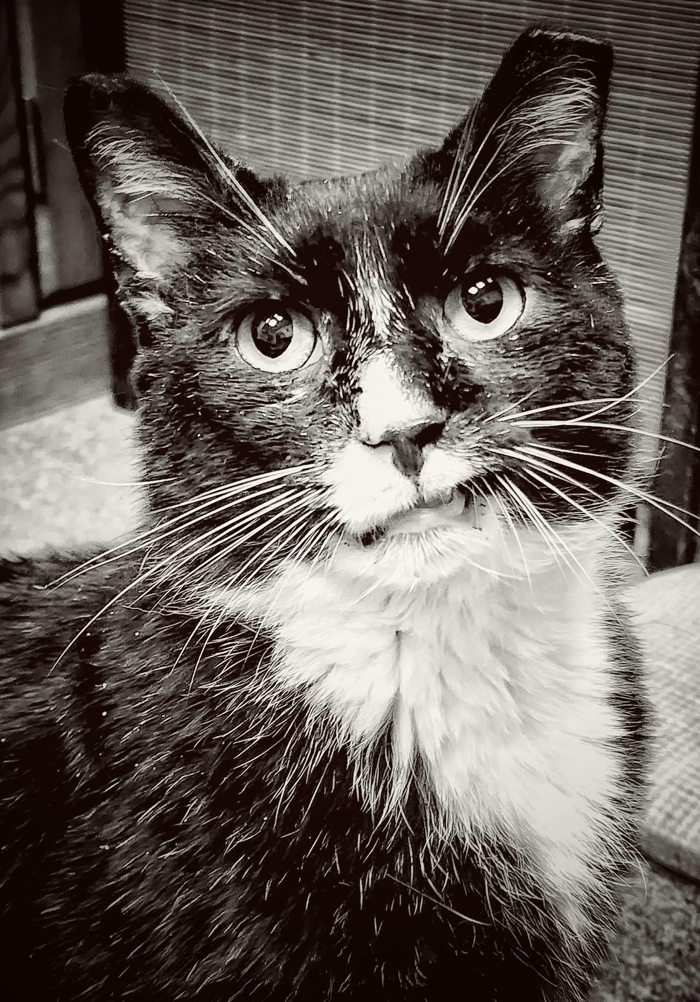 Enlarge Sylvester (FIV+), a Adoptable mixed breed in Gettysburg, PA image 1/3