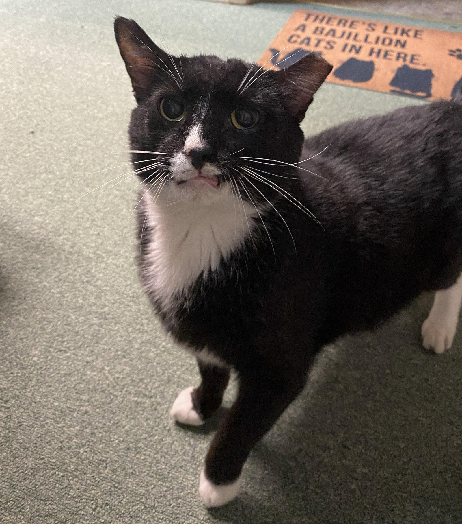 Enlarge Sylvester (FIV+), a Adoptable mixed breed in Gettysburg, PA image 3/3