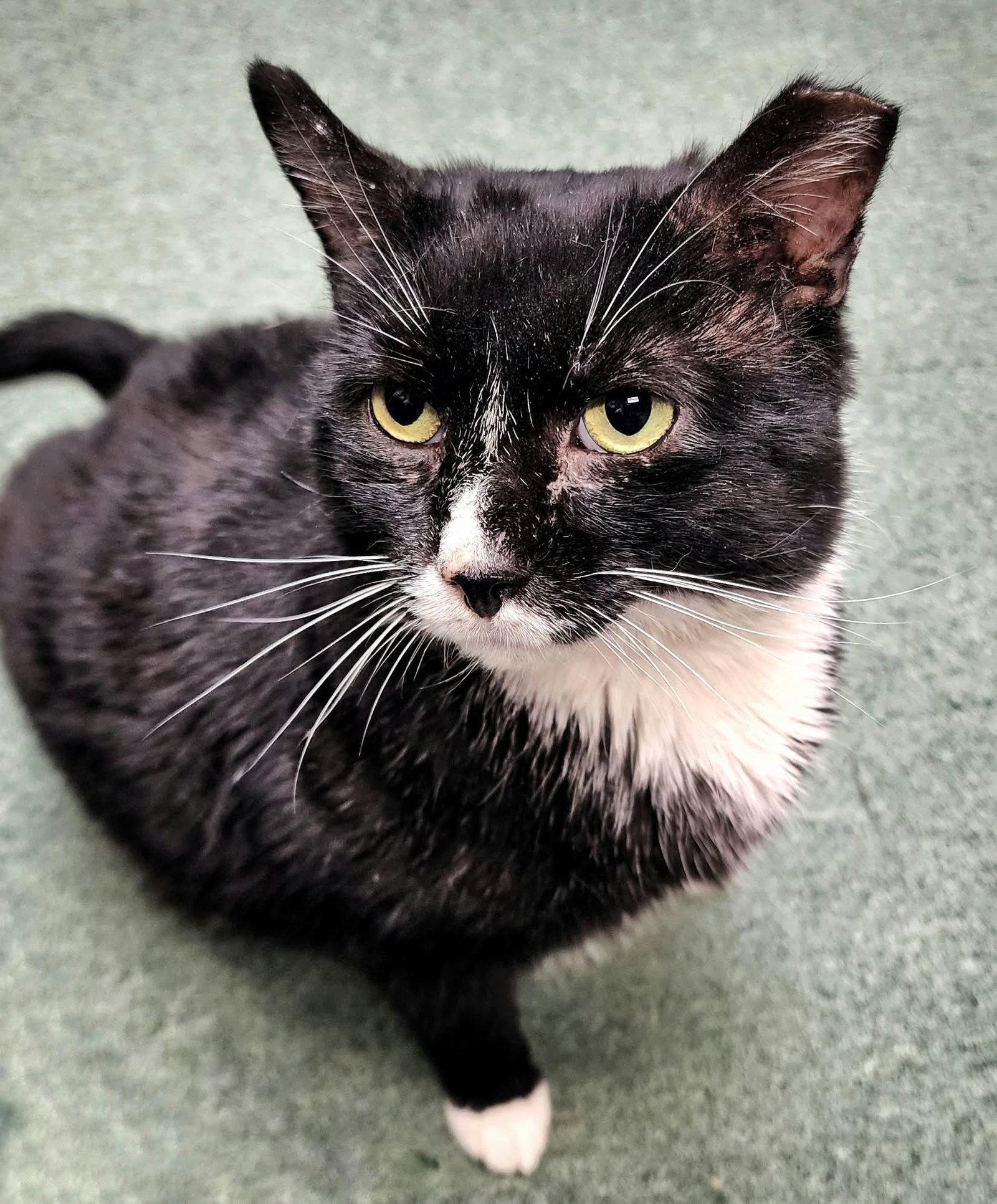 Enlarge Sylvester (FIV+), a Adoptable mixed breed in Gettysburg, PA image 3/3