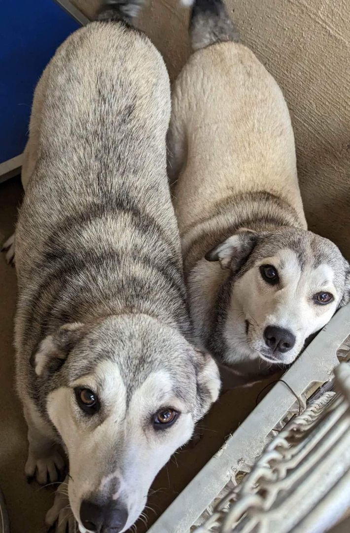 Enlarge DIXIE & DARCY , a Adopted mixed breed in Waverly, TN image 1/10