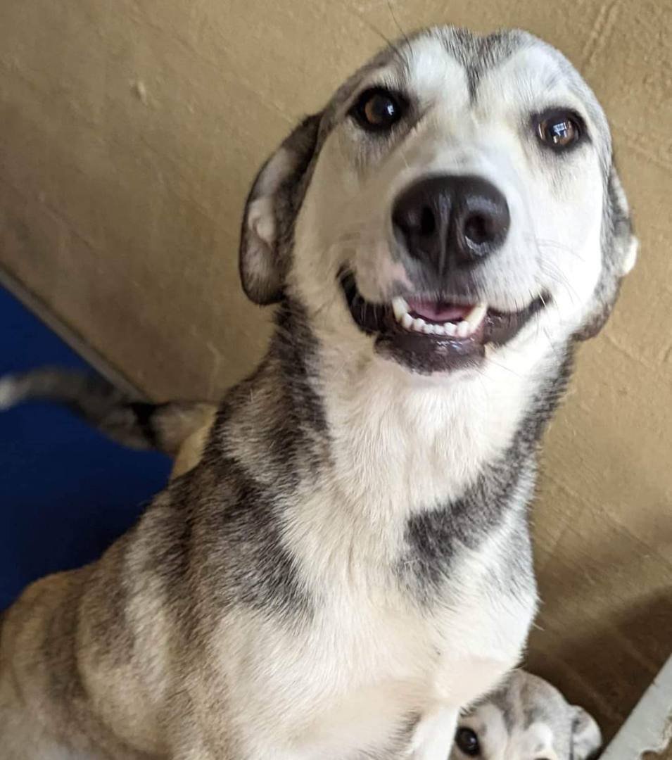 Enlarge DIXIE & DARCY , a Adopted mixed breed in Waverly, TN image 3/10