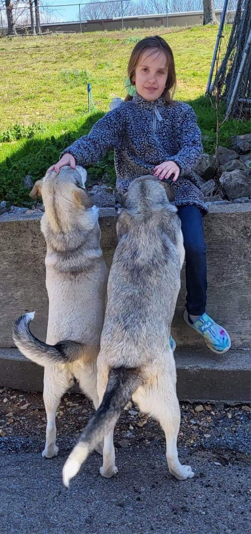 Enlarge DIXIE & DARCY , a Adopted mixed breed in Waverly, TN image 4/10