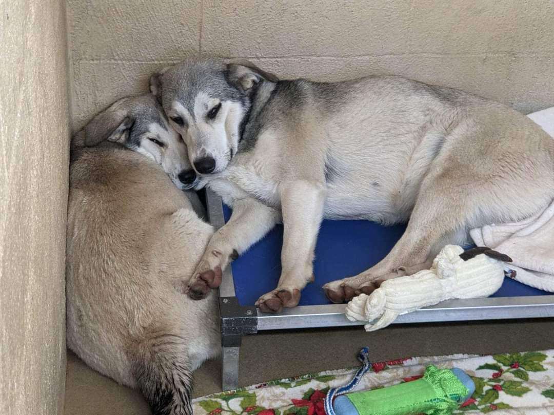 Enlarge DIXIE & DARCY , a Adopted mixed breed in Waverly, TN image 5/10