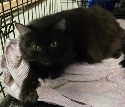 Willow, a Adoptable mixed breed in Anderson, IN image 1/2
