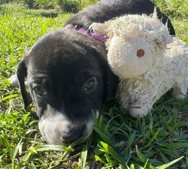 Duffie, Adoptable, Puppy Male American Bulldog.