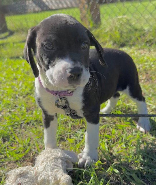 Enlarge Duffie, a Adoptable American Bulldog in Ringoes, NJ image 2/3