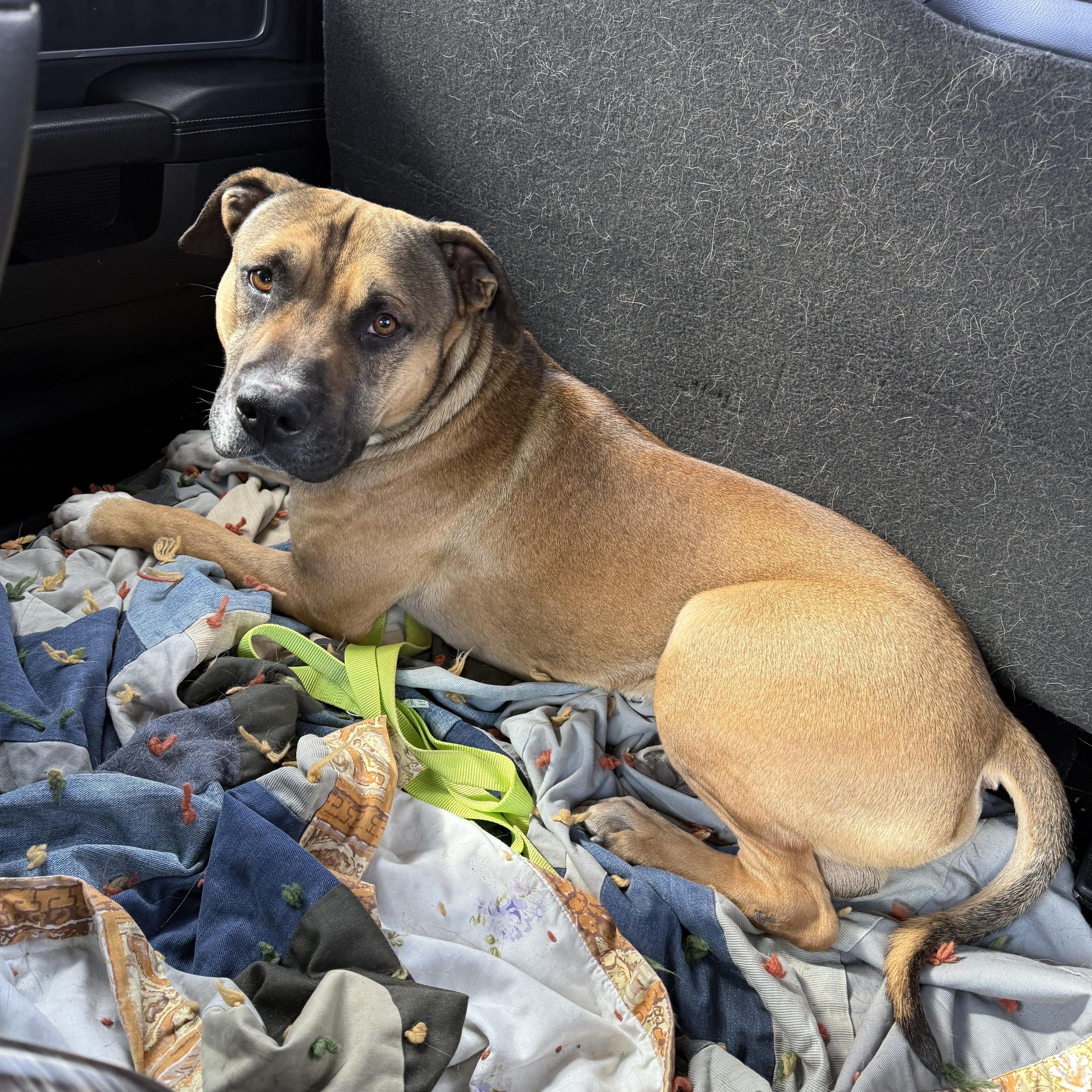 Enlarge Spain, an adoptable Mixed Breed in oriskany, NY image 3/5