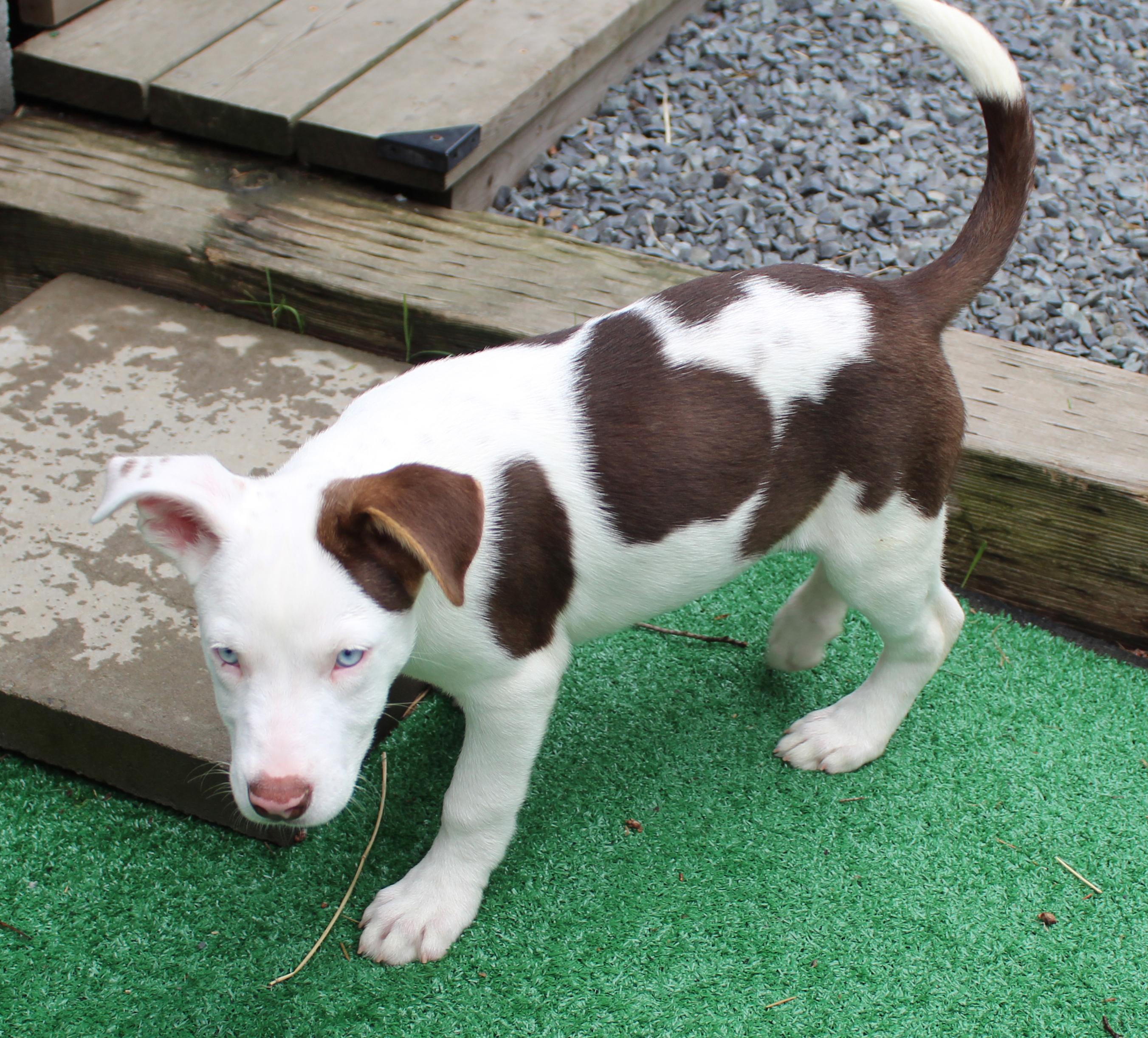 Romaine (Leafy Greens litter), an adoptable mixed breed in Silvana, WA image 3/6